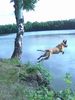 Malinois Foto: Kerou geht schwimmen (ID 44328) Malinois Hund