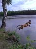 Malinois Foto: Kerou geht schwimmen (ID 44329) Malinois Hund
