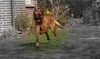 Malinois Foto: Kerou ( Bellyeu) (ID 44567) Malinois Hund