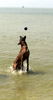 Malinois Foto: Kerou ( Bellyeu) (ID 44570) Malinois Hund