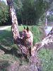 Malinois Foto: Kerou (ID 44330) Malinois Hund
