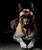 Malinois Foto: Kerou (Bellyeu) (ID 46072) Malinois Hund