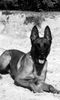 Malinois Foto: Kerou Bellyeu (ID 45028) Malinois Hund