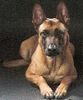 Malinois Foto: Kerou ( Bellyeu) (ID 44214) Malinois Hund
