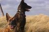 Malinois Foto: Kerou ( Bellyeu) (ID 44215) Malinois Hund