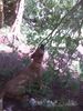 Malinois Foto: Kerou liebt es Bäume zu ärgern, auf sie zu klettern usw (ID 44331) Malinois Hund