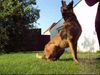 Malinois Foto: Kerou ( Bellyeu) (ID 44573) Malinois Hund