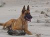 Malinois Foto: Kerou (ID 41757) Malinois Hund