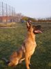 Malinois Foto: Kerou (ID 41756) Malinois Hund
