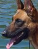 Malinois Foto: Kerou ( Bellyeu) (ID 44213) Malinois Hund