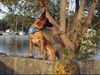 Malinois Foto: Kerou ( Bellyeu) (ID 44973) Malinois Hund