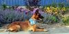 Malinois Foto: Kerou ( Bellyeu) (ID 44970) Malinois Hund
