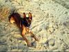 Malinois Foto: Kerou ( Bellyeu) (ID 44978) Malinois Hund