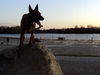 Malinois Foto: Kerou Bellyeu (ID 45159) Malinois Hund