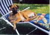 Malinois Foto: Prinzessin (ID 24629) Malinois Hund