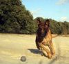Malinois Foto: Kerou ( Bellyeu) (ID 45005) Malinois Hund