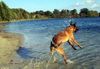Malinois Foto: Kerou ( Bellyeu) (ID 45006) Malinois Hund