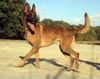 Malinois Foto: Kerou ( Bellyeu) (ID 45010) Malinois Hund