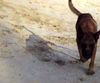 Malinois Foto: Kerou ( Bellyeu) (ID 45008) Malinois Hund
