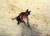 Malinois Foto: Kerou ( Bellyeu) (ID 45007) Malinois Hund
