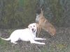 Malinois Foto: Hera mit Lapradorfreundin Emma (ID 20633) Malinois Hund
