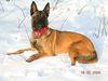 Malinois Foto: Hera (ID 20634) Malinois Hund