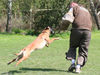 Malinois Foto: Enya als Welpe (ID 43084) Malinois Hund
