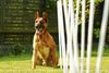 Malinois Hund