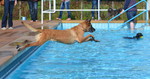Malinois Foto: Malinois im Freibad Ibbenbühren - Sprung in das Wasser (ID 47122) Malinois Hund