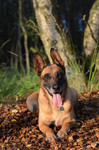 Malinois Hund