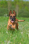 Malinois Hund