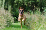 Malinois Hund