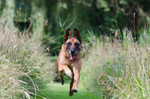 Malinois Hund