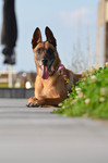 Malinois Foto: Alter Malinois sonnt sich (ID 47124) Malinois Hund