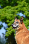 Malinois Hund