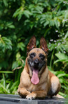 Malinois Hund