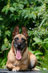 Malinois Foto: Malinois Kerou sonnt sich im Wassergarten auf dem Steg. (ID 47146) Malinois Hund