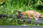 Malinois Foto: Malinois Kerou sonnt sich im Wassergarten auf dem Steg. (ID 47143) Malinois Hund