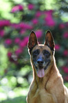 Malinois Hund