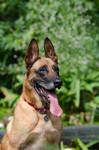 Malinois Hund