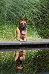 Malinois Hund