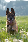 Malinois Hund