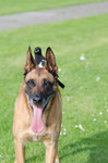 Malinois Hund