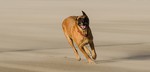 Malinois Hund