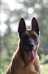 Malinois Foto: Malinois Gegenlichtaufnahme (ID 47133) Malinois Hund
