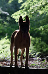 Malinois Foto: Malinois früh morgens bei Sonnenaufgang (ID 47132) Malinois Hund