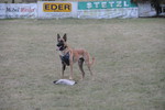 Malinois Hund