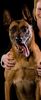 Malinois Hund