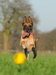 Malinois Foto: Malinois Kerou auf Balljagd (ID 47101) Malinois Hund