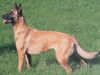 Malinois Foto (ID 20876) Malinois Hund
